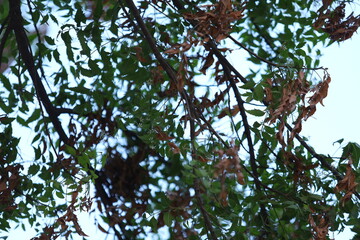 Fototapeta premium branches of a tree with leaves