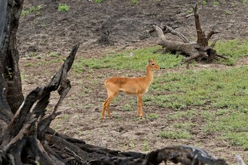 Impala (Aepyceros melampus) in South Luangwa National Park. Zambia. Africa.
