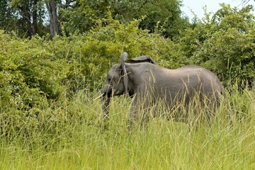 African Elephant (Loxodonta africana). South Luangwa National Park. Zambia. Africa.