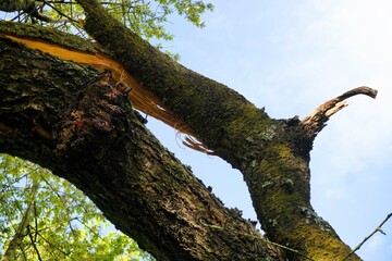 Abgebrochener Baumzweig von hohem großen baum im Garten vor Himmel bei Sonne am Morgen im Frühling