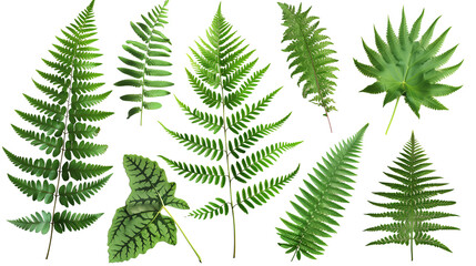 Set of fern leaves, displaying different species with intricate fronds and textures