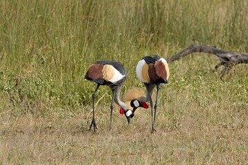 Gray Crowned Crane (Balearica regulorum) in South Luangwa National Park. Zambia. Africa.
