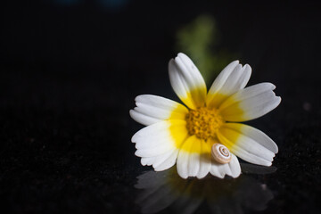 A flower from the daisy family, with white and yellow petals, with a snail perched on it. This...
