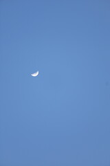 seagull flying in the sky