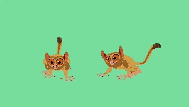 Crawling lemur view from different sides