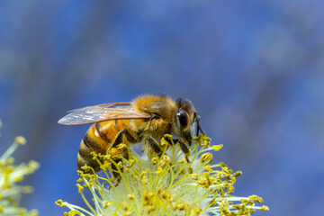 A bee on a branch of a blooming willow