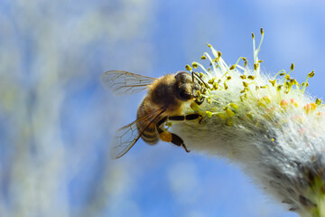 A bee on a branch of a blooming willow