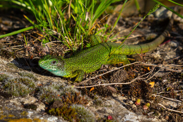 European green lizard Lacerta viridis emerging from the grass exposing its beautiful colors