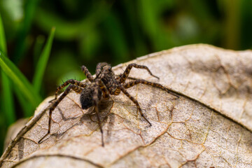 A close-up shot of a Pardosa milvina spider on a leaf in the garden