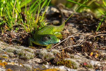 European green lizard Lacerta viridis emerging from the grass exposing its beautiful colors
