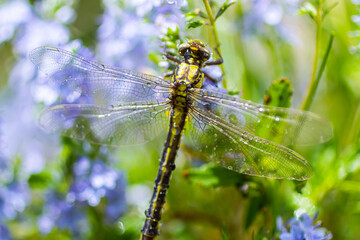 Dragonfly Gomphus vulgatissimus in front of green background macro shot with dew. on the wings....