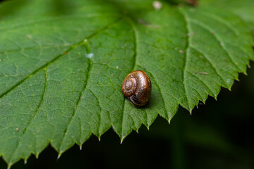 Oxychilus alliarius , commonly known as the garlic snail or garlic glass-snail