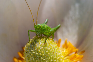 Green grasshopper Tettigonia viridissima on a flower, wildlife, macro