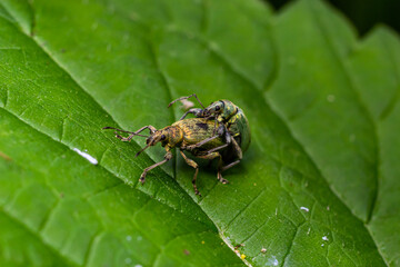 Macro of a Snout Beetle resting on a leaf