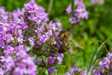 A bee collects pollen near a flower. A bee flies over a flower in a blur background