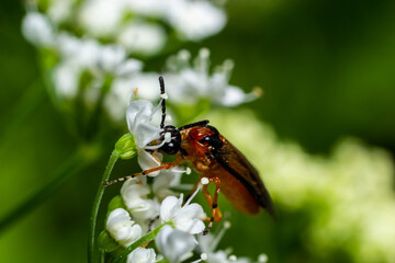 Rose Sawfly Arge ochropus. Taken Cotswold Hills