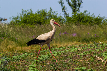 White stork, Ciconia ciconia bird is hunting on grassy swamp