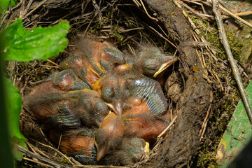 Baby birds in the nest birds and mistle thrushes. Thrushes