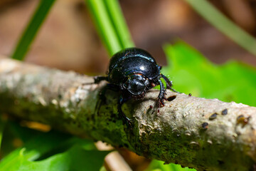 Earth boring dung beetles, Anoplotrupes stercorosus
