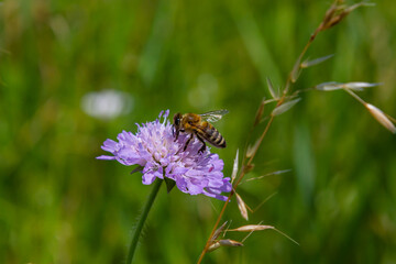 A bee collects pollen near a flower. A bee flies over a flower in a blur background