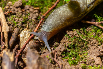 Limax maximus - leopard slug crawling on the ground among the leaves and leaves a trail