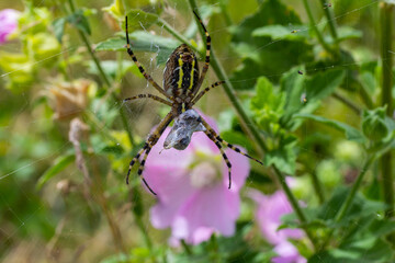 A wasp spider in a large web on a background of green grass on a sunny day. Argiope bruennichi
