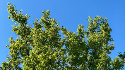 Wisconsin Golf Course Landscape and Foliage
