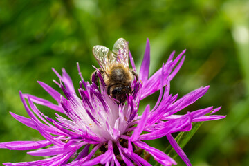 A flying honey bee collects pollen on a flower