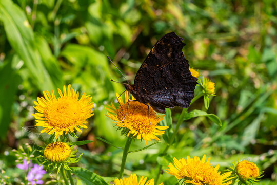 Butterfly aglais io with large spots on the wings sits on a cornflower meadow