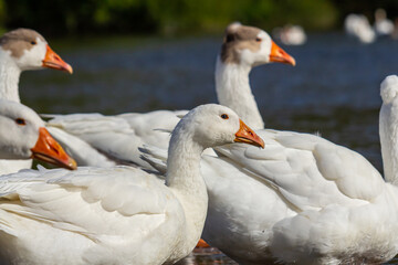 A domestic goose is a goose that humans have domesticated and kept for their meat, eggs, or down...