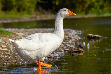 A domestic goose is a goose that humans have domesticated and kept for their meat, eggs, or down feathers. Domestic geese have been derived through selective breeding from the wild greylag goose