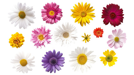 Set of top view blooming daisies, arranged to display a spectrum of sizes and maturity,