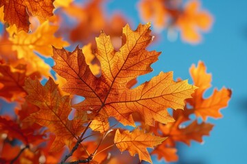 Oak Tree in Autumn: Vibrant orange leaves against a clear blue sky.