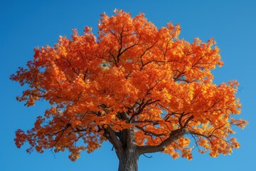 Oak Tree in Autumn: Vibrant orange leaves against a clear blue sky.