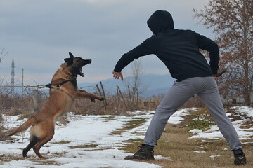 A dog on a leash tries to bite a man in a black hoodie by the arm