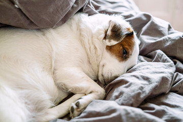 Portrait of a cute dog sleeping in his owner's bed. Close-up