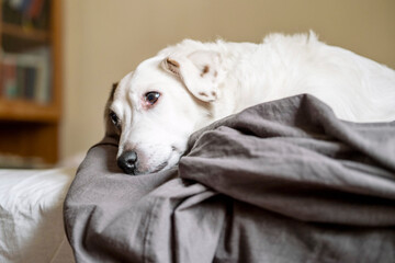 Portrait of a jack russell terrier lying in his owner's bed, love of pets.
