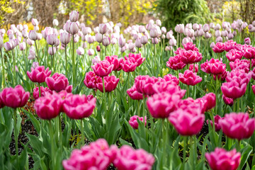 lots of tulips in the park, park decorations, spring blooms.