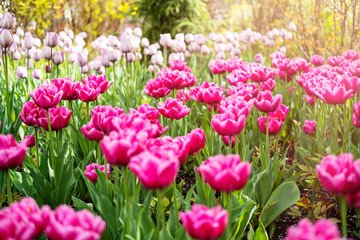 lots of tulips in the park, park decorations, spring blooms.