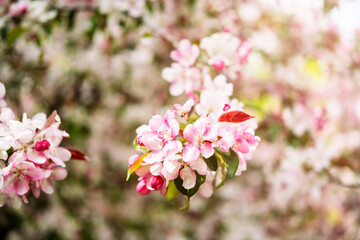 A blossoming tree branch with white and pink flowers.