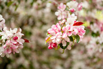 Fototapeta premium Pink and white flowers on a blooming branch, spring tree blossoms, allergies.