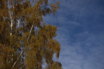 Birch branches with first spring buds and young green leaves