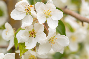A branch with white apple flowers