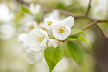 A branch with white apple flowers