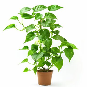 A photo of Pothos (Epipremnum aureum) , Indoor Tree , single object , Di-Cut PNG style , isolated on white background