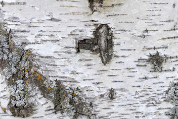 Black-white striped and cracked natural texture of Russian birch bark. Birch bark background