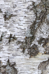 Black-white striped and cracked natural texture of Russian birch bark. Birch bark background
