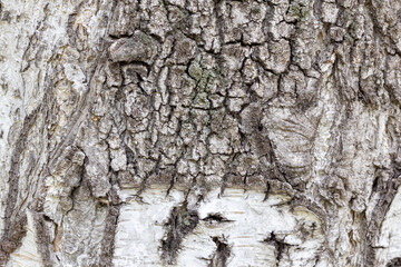 Black-white striped and cracked natural texture of Russian birch bark. Birch bark background