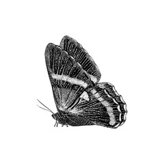 butterfly hand drawing vector isolated on background.