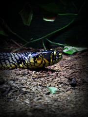 Obraz premium Snake Black and yellow